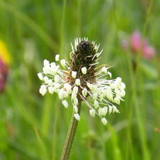 Wildflower Ribwort Plantain